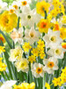 Daffodil Fragrant Mix