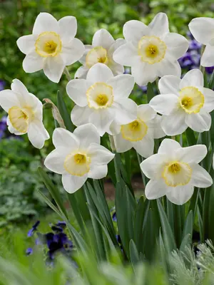 Link to Daffodil Frosty Snow