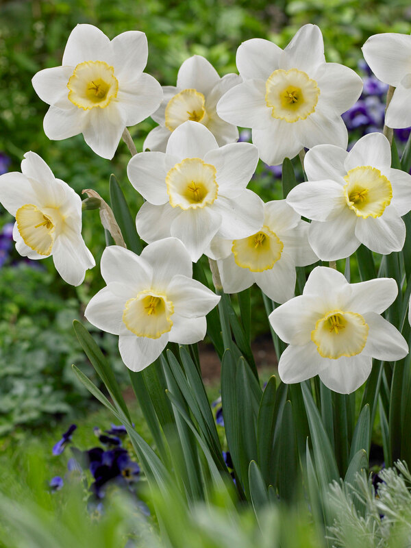 Daffodil Frosty Snow