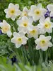 Daffodil Frosty Snow