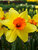 Daffodil Fortissimo