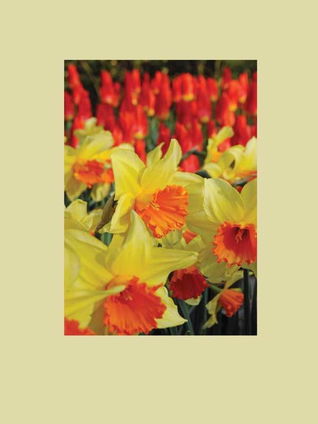 Daffodil Fortissimo -- Bluestone Perennials