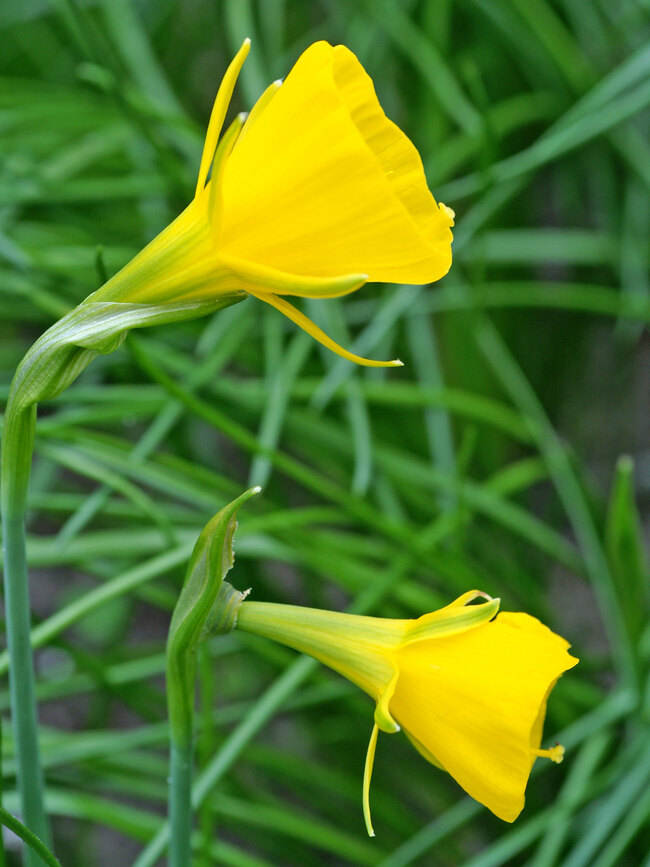 Daffodil Golden Bells Bluestone Perennials