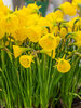 Daffodil Golden Bells