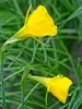 Daffodil Golden Bells