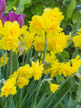 Photo of Daffodil Golden Delicious (X10)