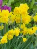 Daffodil Golden Delicious