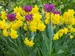 Daffodil Golden Delicious