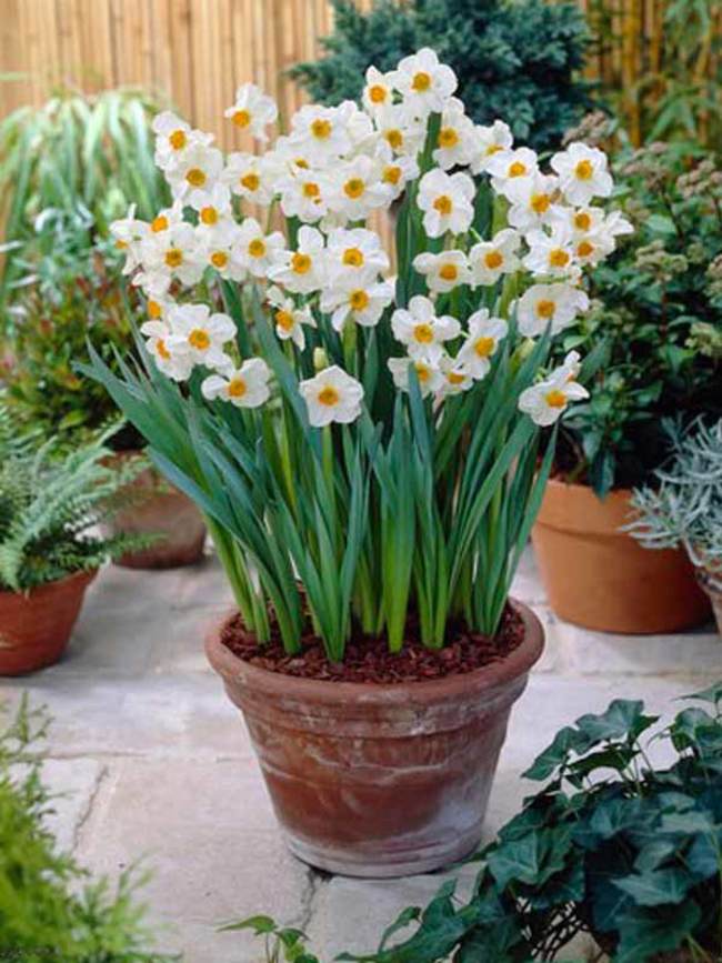 Daffodil Geranium