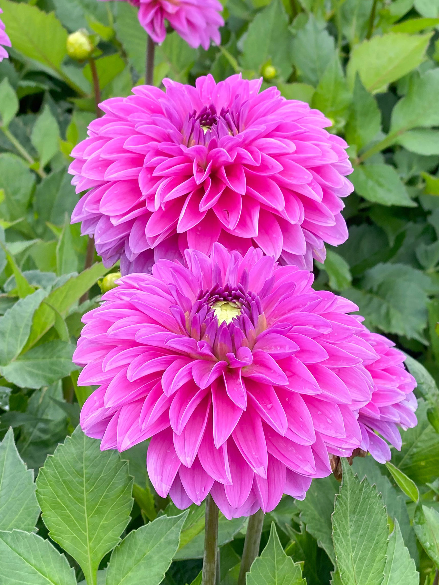 Dahlia Go-Go Pink | Bluestone Perennials