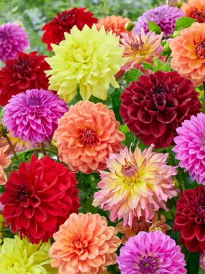 Link to Dahlia Go-Go Mixed Value Pack