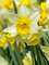 Daffodil Golden Echo