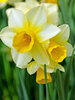 Daffodil Golden Echo