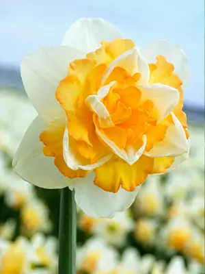 Link to Daffodil Golden Pearl