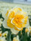 Daffodil Golden Pearl
