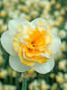 Daffodil Golden Pearl