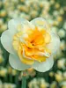 Daffodil Golden Pearl