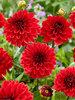 Dahlia Go-Go Red