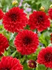 Dahlia Go-Go Red