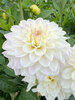 Dahlia Go-Go White