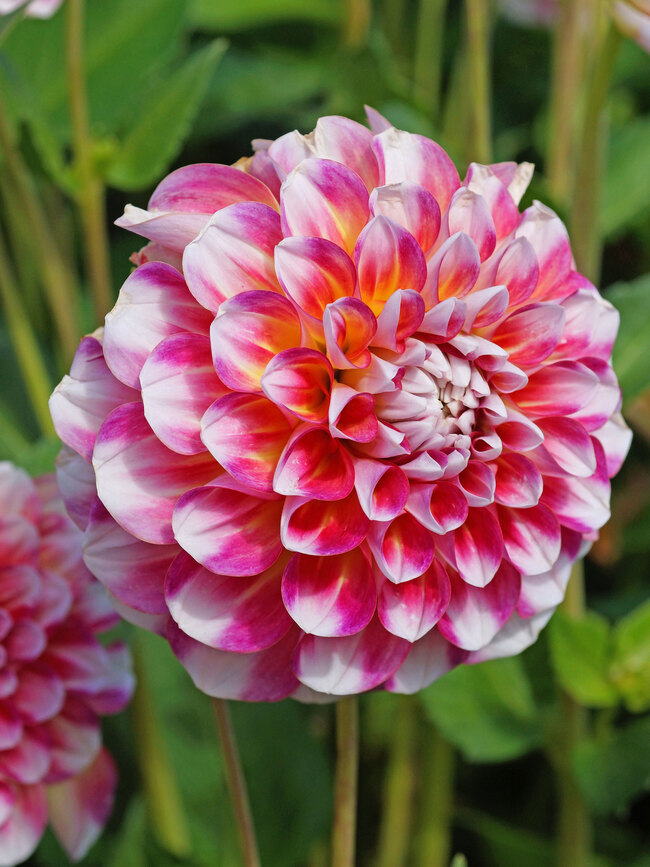 Dahlia Hawaii