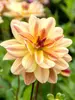 Dahlia Happy Butterfly