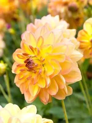 Link to Dahlia Happy Go Lucky