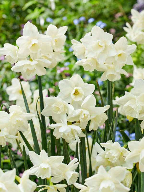 Daffodil Hunter Morn