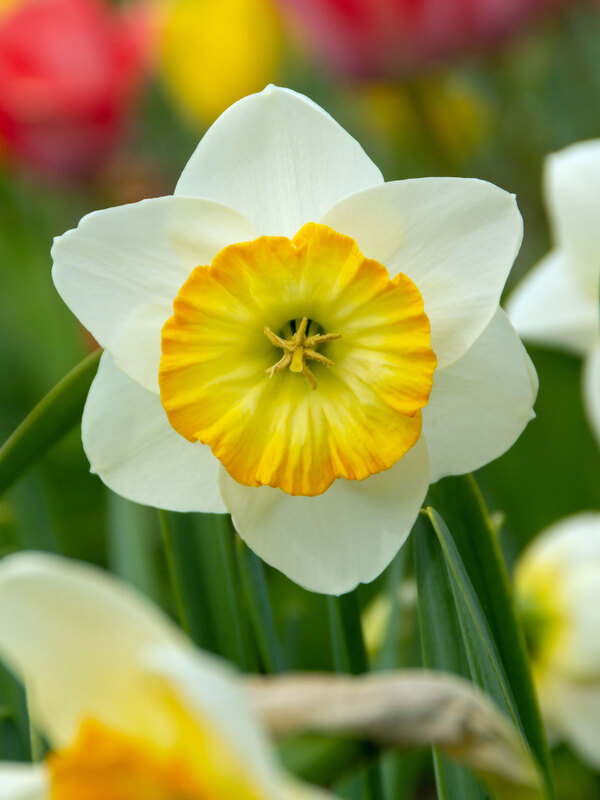 Daffodil Happy Smiles