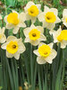 Daffodil Holland-Sensation