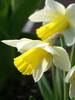 Daffodil Holland-Sensation