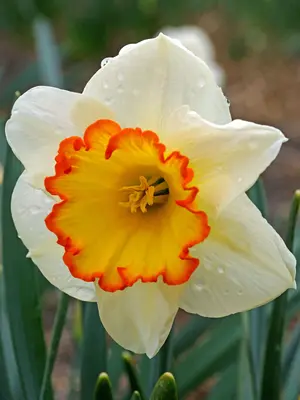 Link to Daffodil Hawaiian Skies