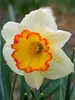 Daffodil Hawaiian Skies