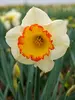 Daffodil Hawaiian Skies