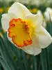 Daffodil Hawaiian Skies