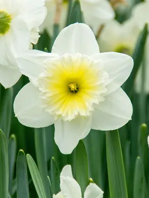 Link to Daffodil Ice Follies