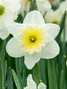Daffodil Ice Follies