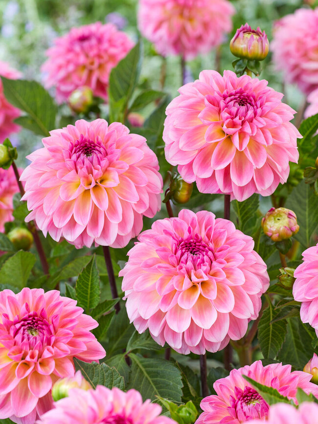 Dahlia Ilse