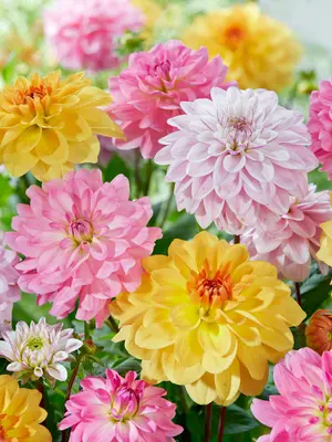 Link to Dahlia Pastel Inspiration Blend&#153;