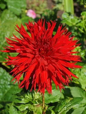 Link to Dahlia Jaxon