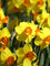 Daffodil Jetfire