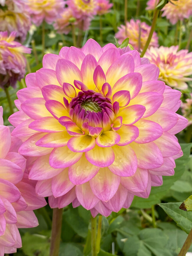 Dahlia Jowey Gipsy