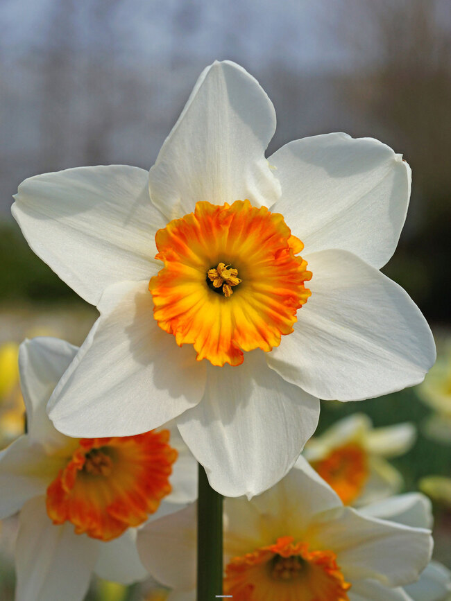 Daffodil Jersey Lace