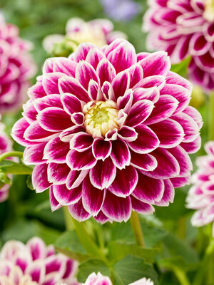 d.i.a. ダイヤ　トップス　ソジュールダイヤ　花柄 Dahlia Jowey Paradise | Bluestone Perennials