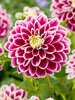Dahlia Jowey Paradise