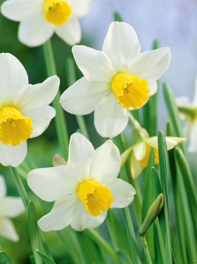 Daffodil Jack-Snipe