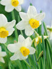 Daffodil Jack-Snipe
