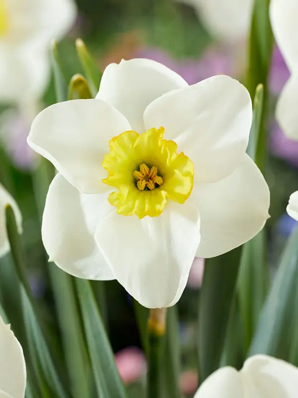Daffodil Jamestown
