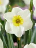 Daffodil Jamestown
