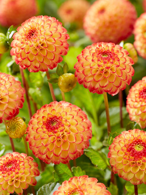 Dahlia Kasasagi | Bluestone Perennials